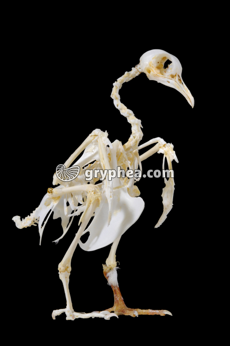 Squelette de Pigeon - gryphea.com